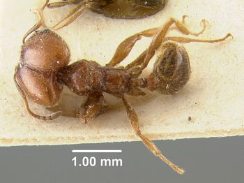 Media type: image;   Entomology 9126 Aspect: habitus dorsal view